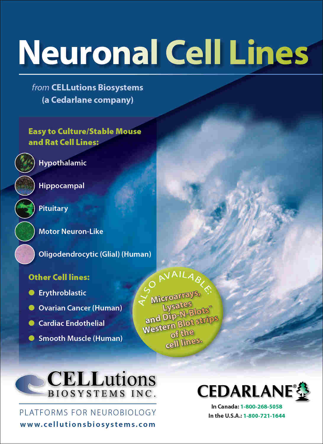 CELLutions Neuronal Cell Lines CELLutions Neuronal Cell Lines